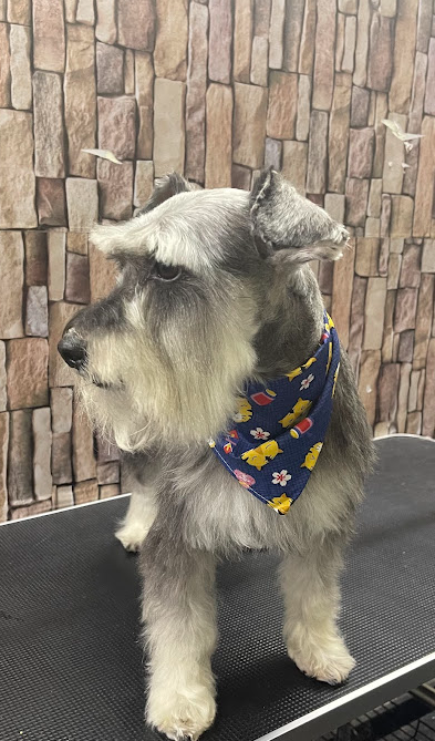 Schnauzer in a floral bandana on the grooming table