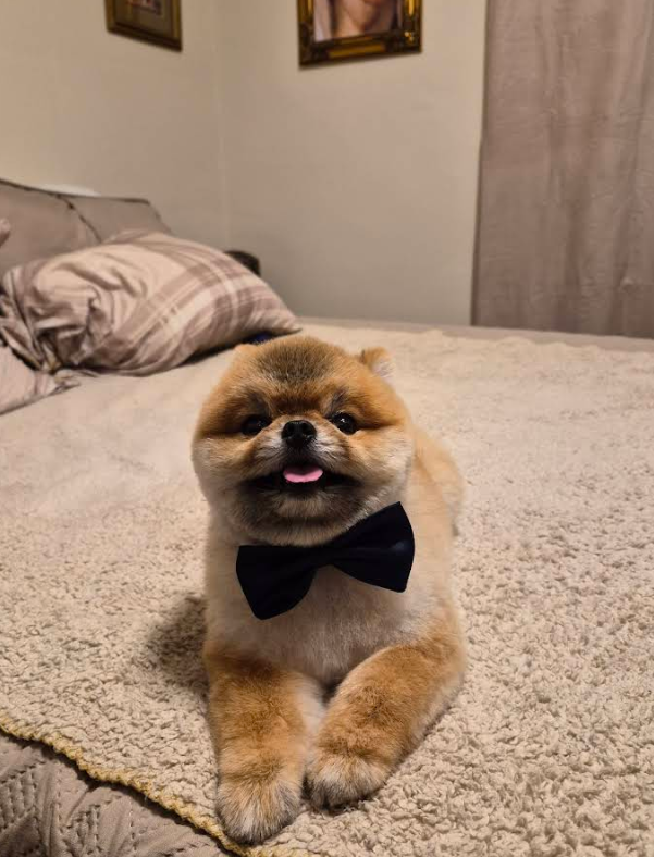 Pomeranian with a navy bow tie