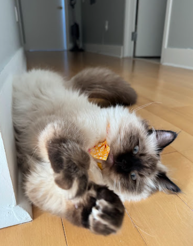 Himalayan cat lounging with an orange bow