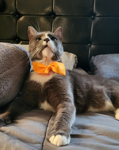 Grey and white cat in an orange bow tie