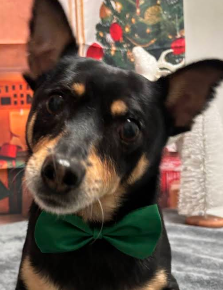 Min Pin with a green bow tie at Christmas