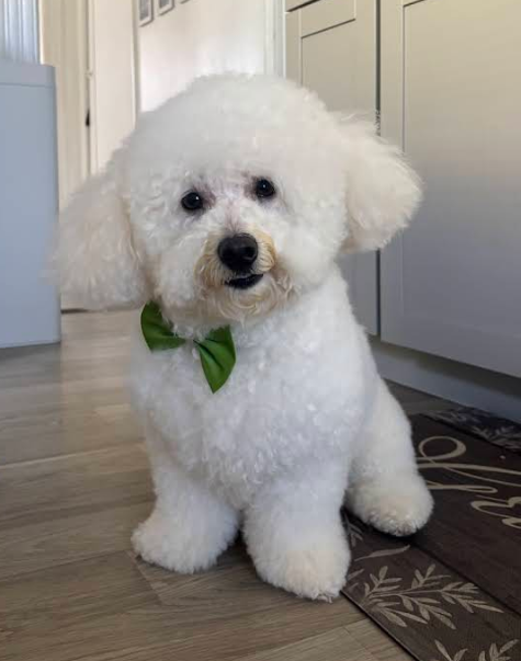 Bichon Frise with a green bow tie